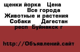 щенки йорка › Цена ­ 15 000 - Все города Животные и растения » Собаки   . Дагестан респ.,Буйнакск г.